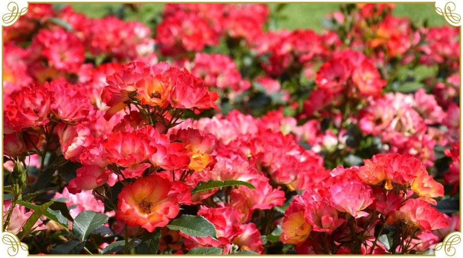 Summer Of Love róże rabatowe